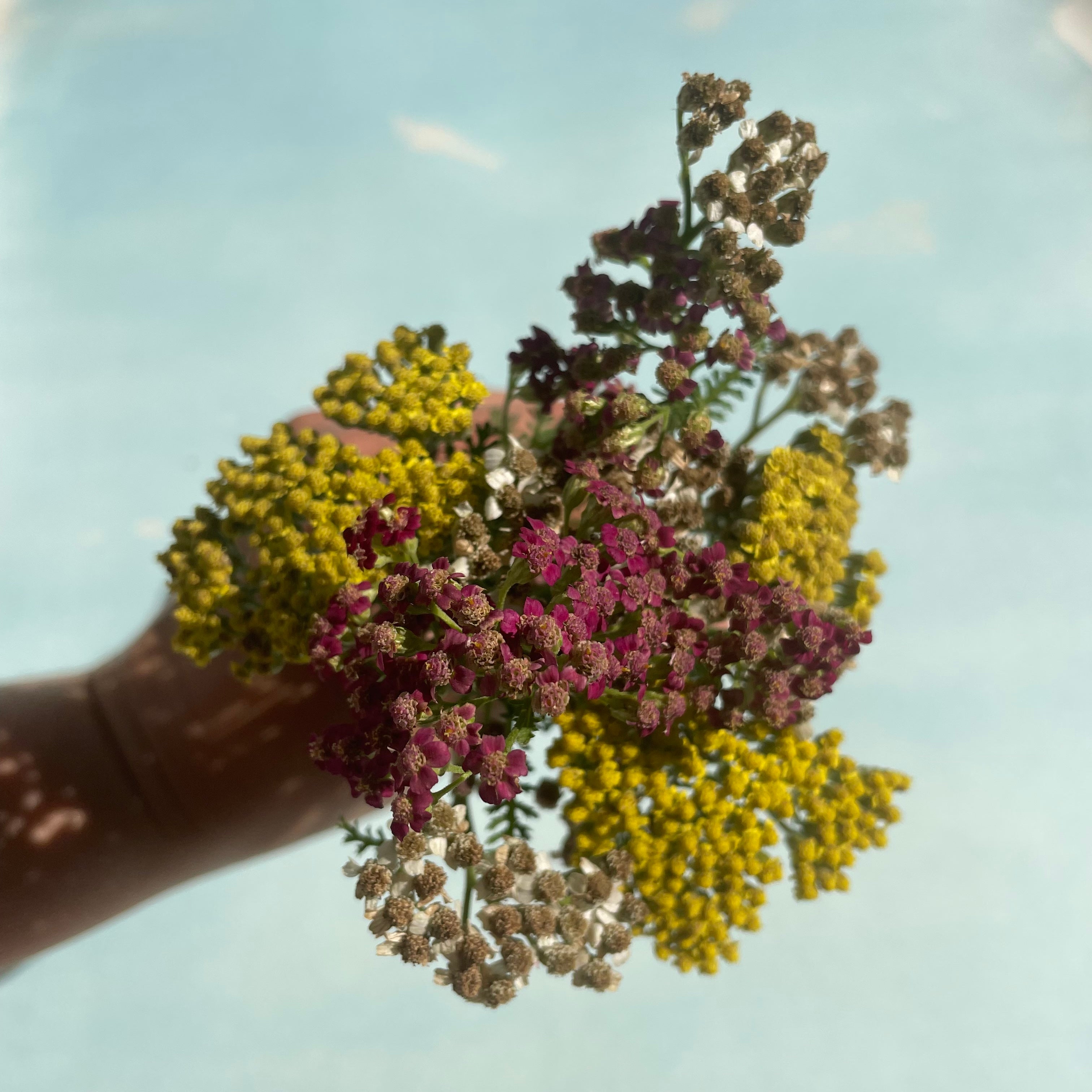 Multi-Hued Yarrow Mix Seedlings