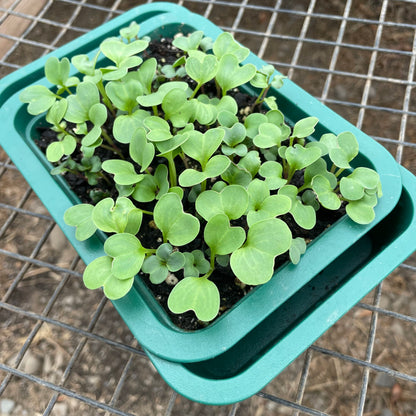 Windowsill Self-Watering Microgreens Tray