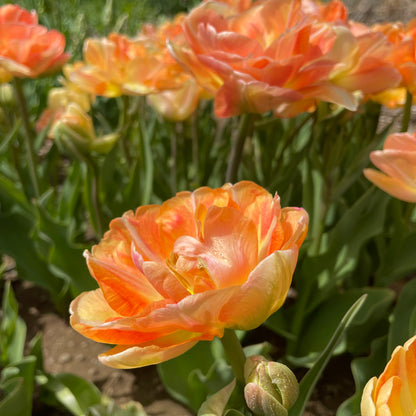 Tulip &