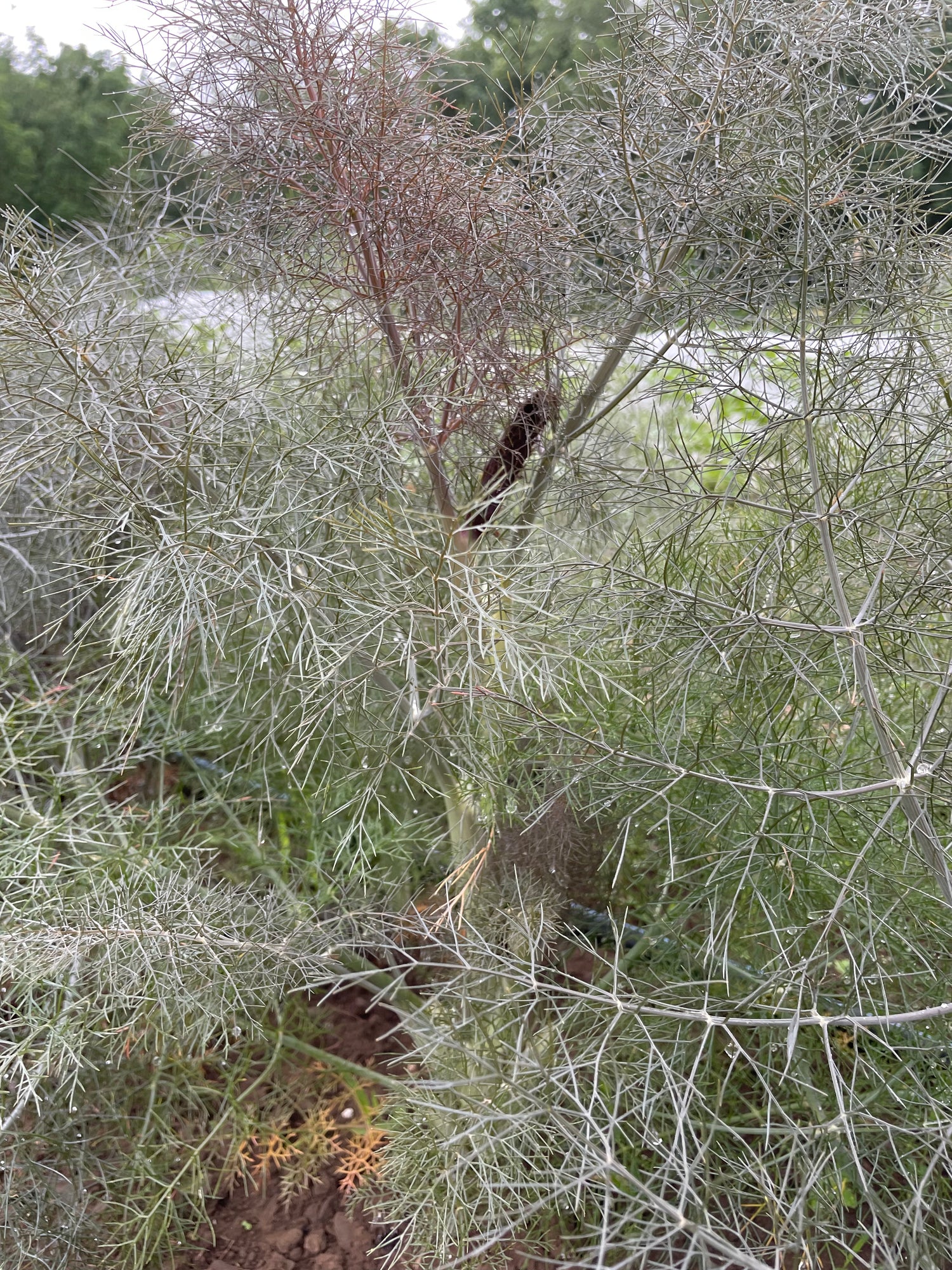 Bronze Fennel