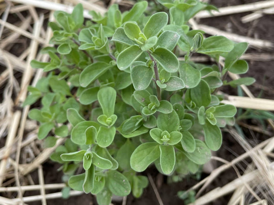 Marjoram vendor-unknown