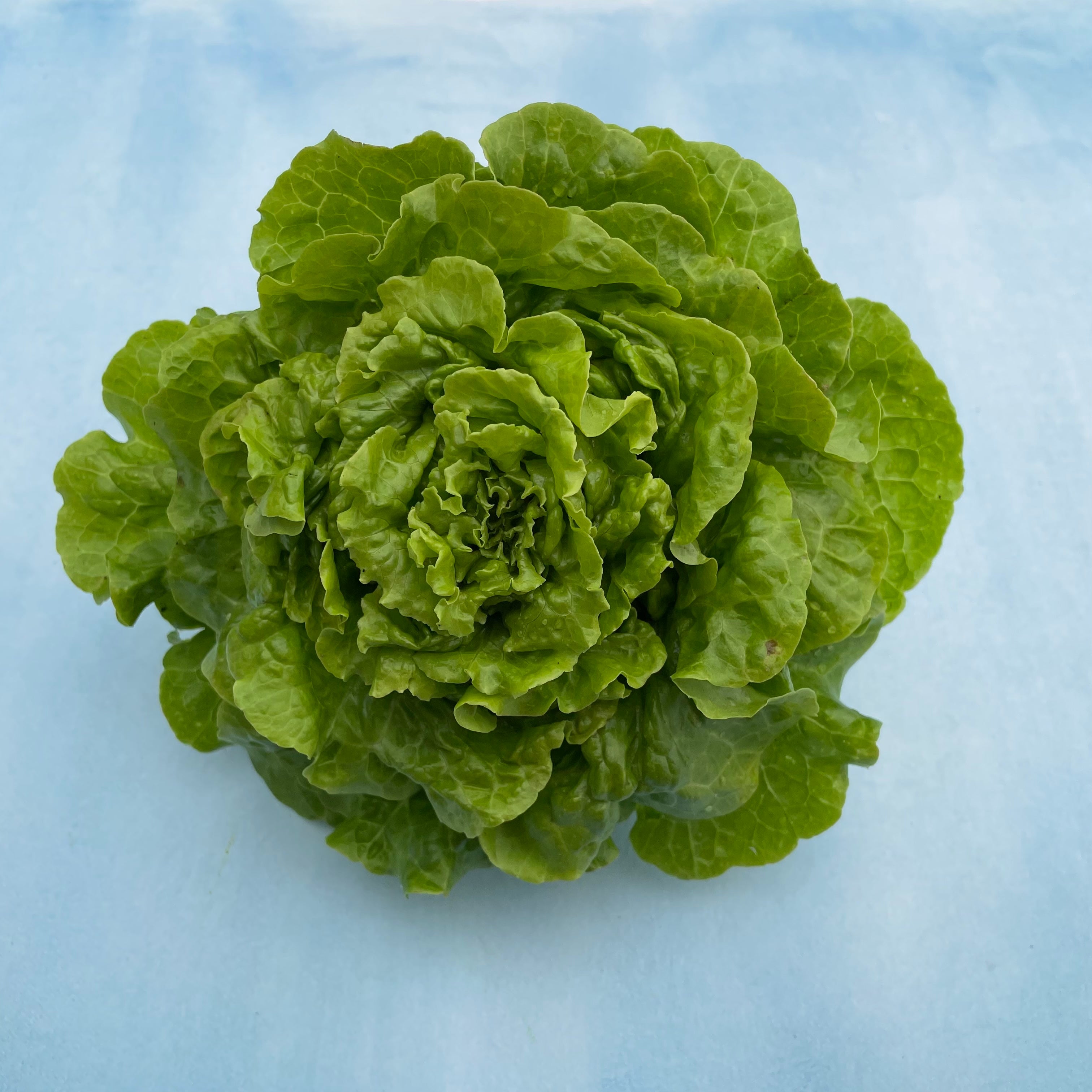 Tom Thumb Lettuce