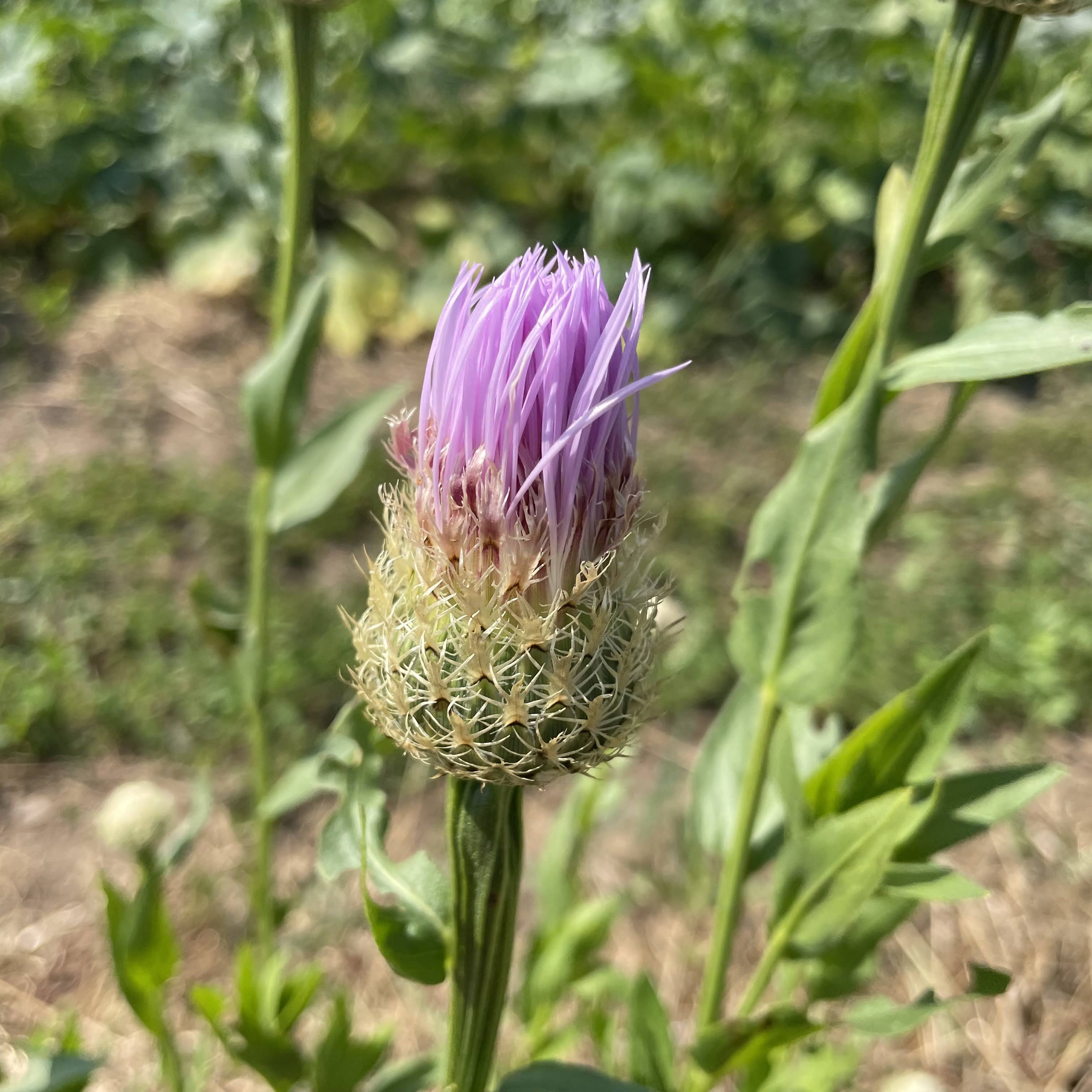 Basketflower