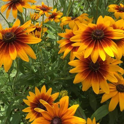 Campfire Rudbeckia vendor-unknown