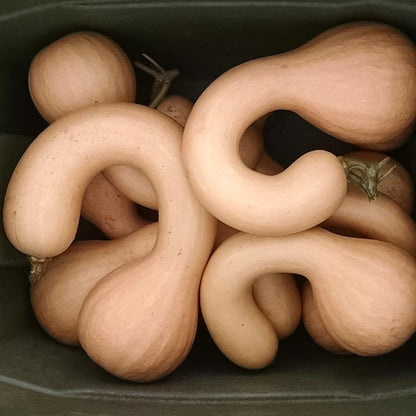 Canada Crookneck Squash vendor-unknown