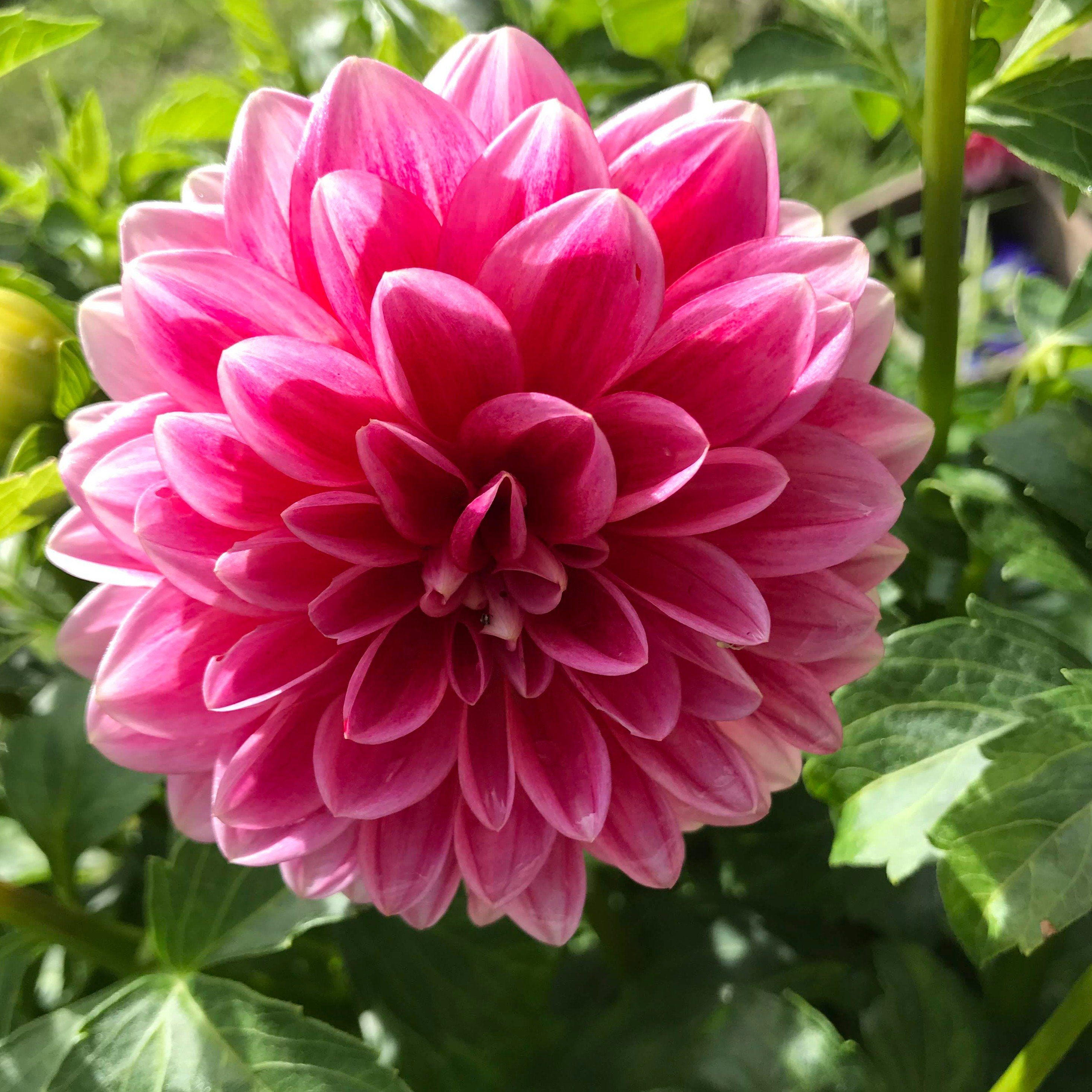 Canby Centennial Dahlia Tuber vendor-unknown