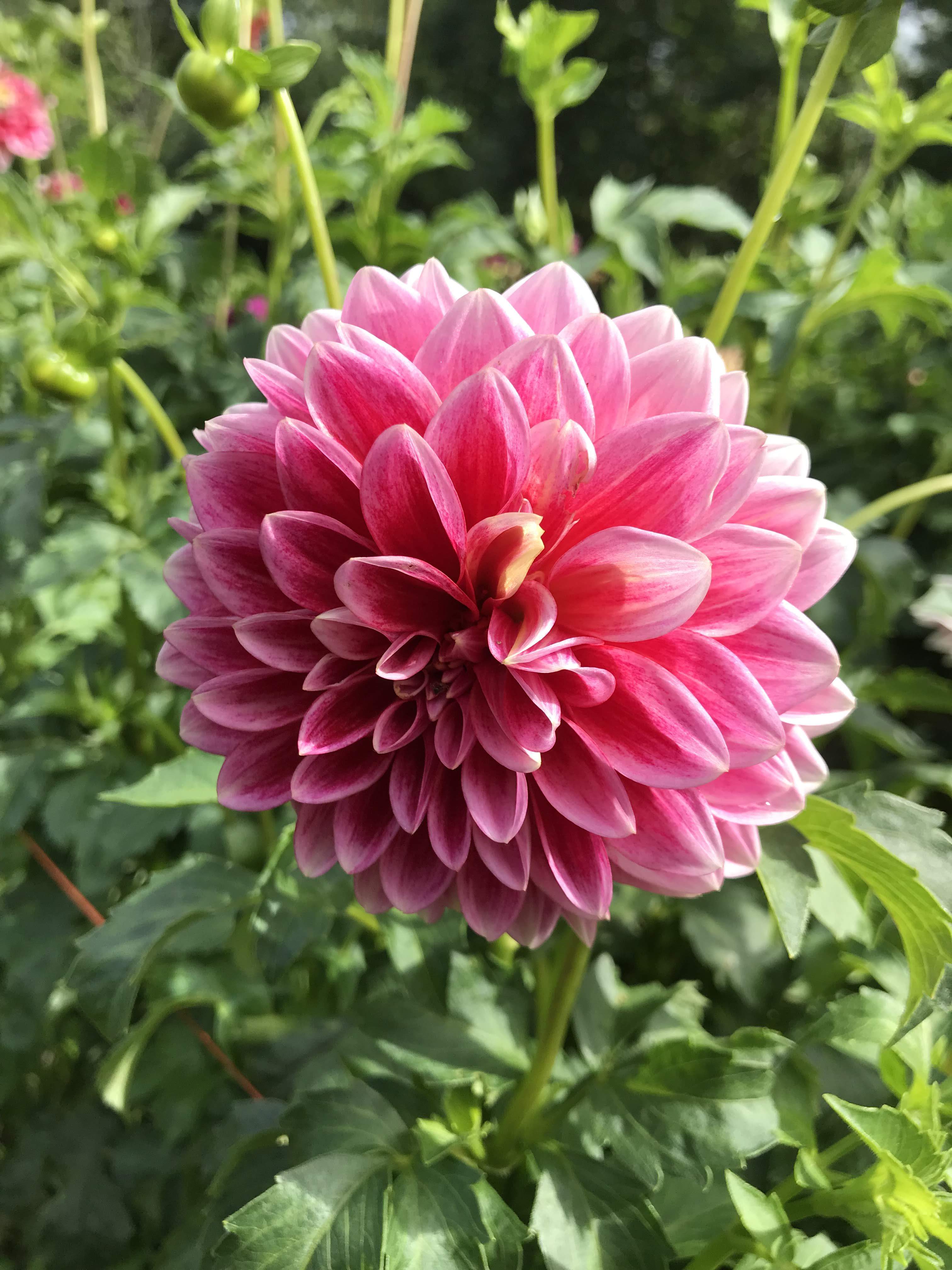 Canby Centennial Dahlia Tuber vendor-unknown