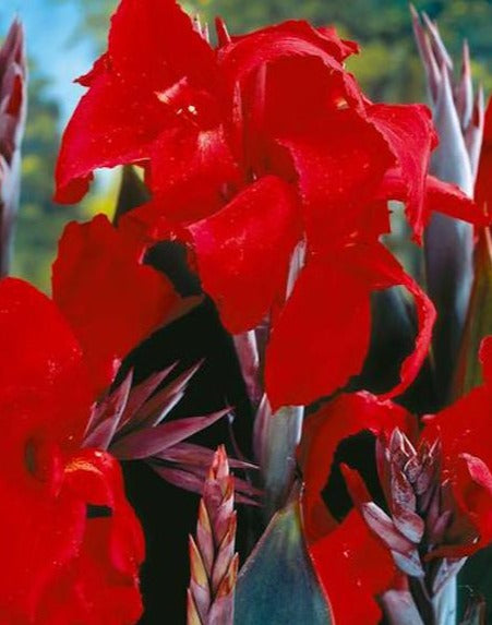 Black Knight Canna