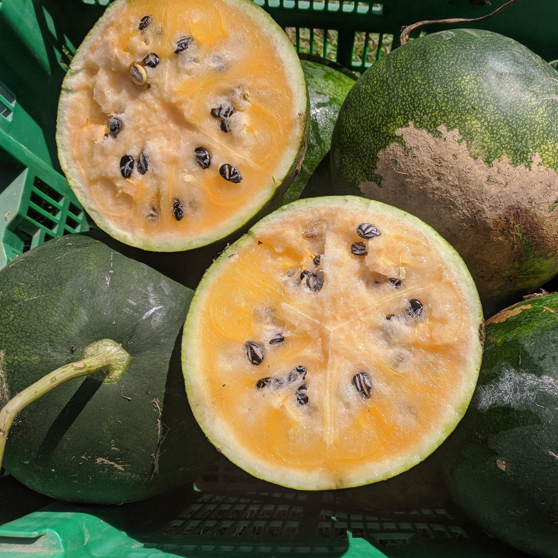 Cekirdegi Oyali Watermelon vendor-unknown