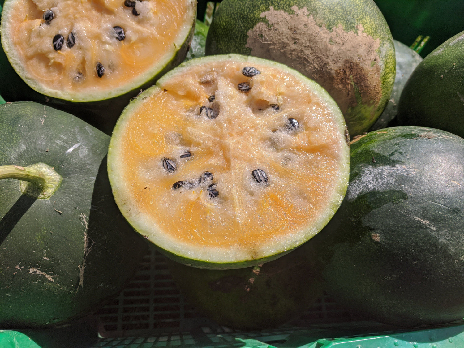 Cekirdegi Oyali Watermelon vendor-unknown