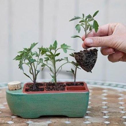 Ceramic Self Watering Seed Starting Tray - Small vendor-unknown