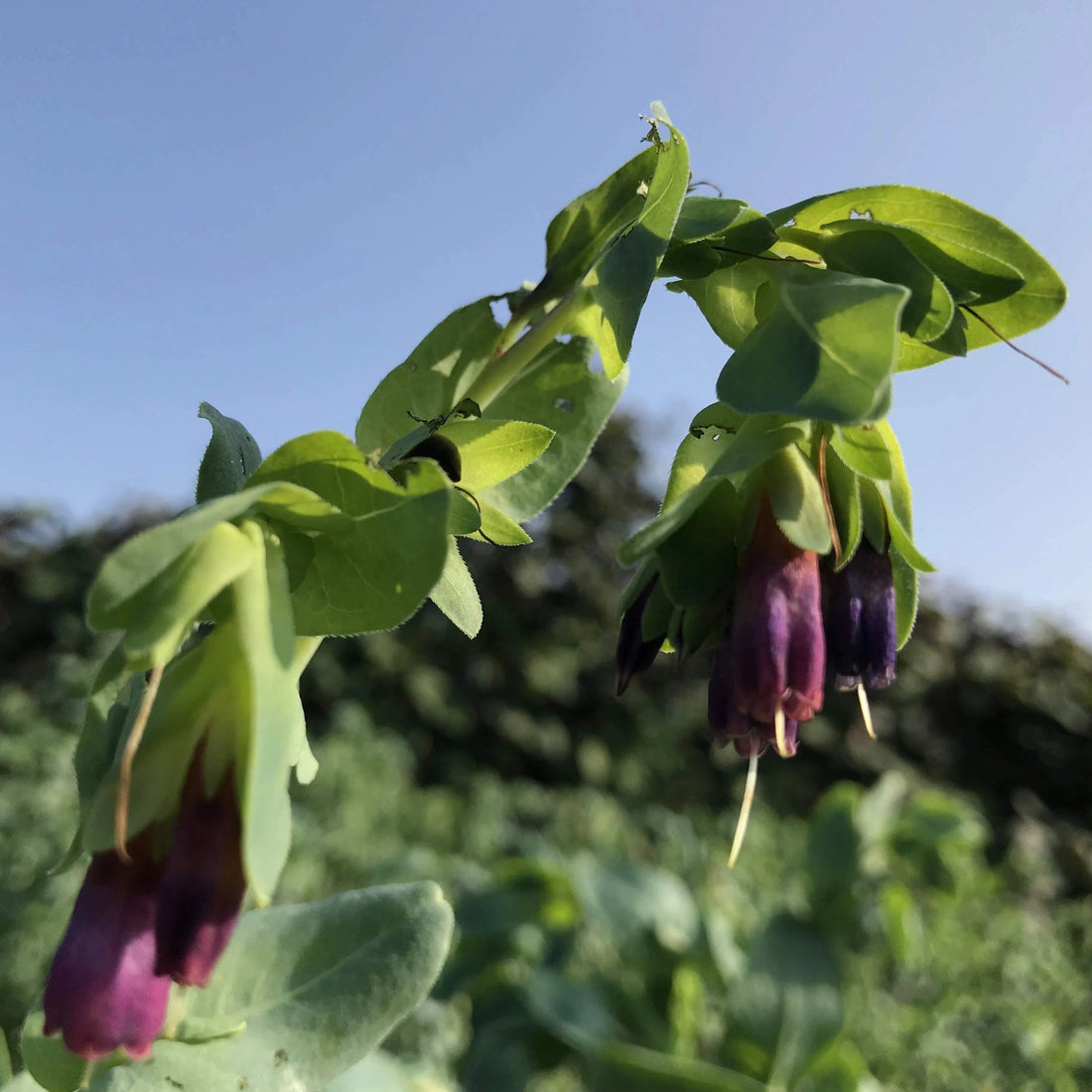 Cerinthe vendor-unknown