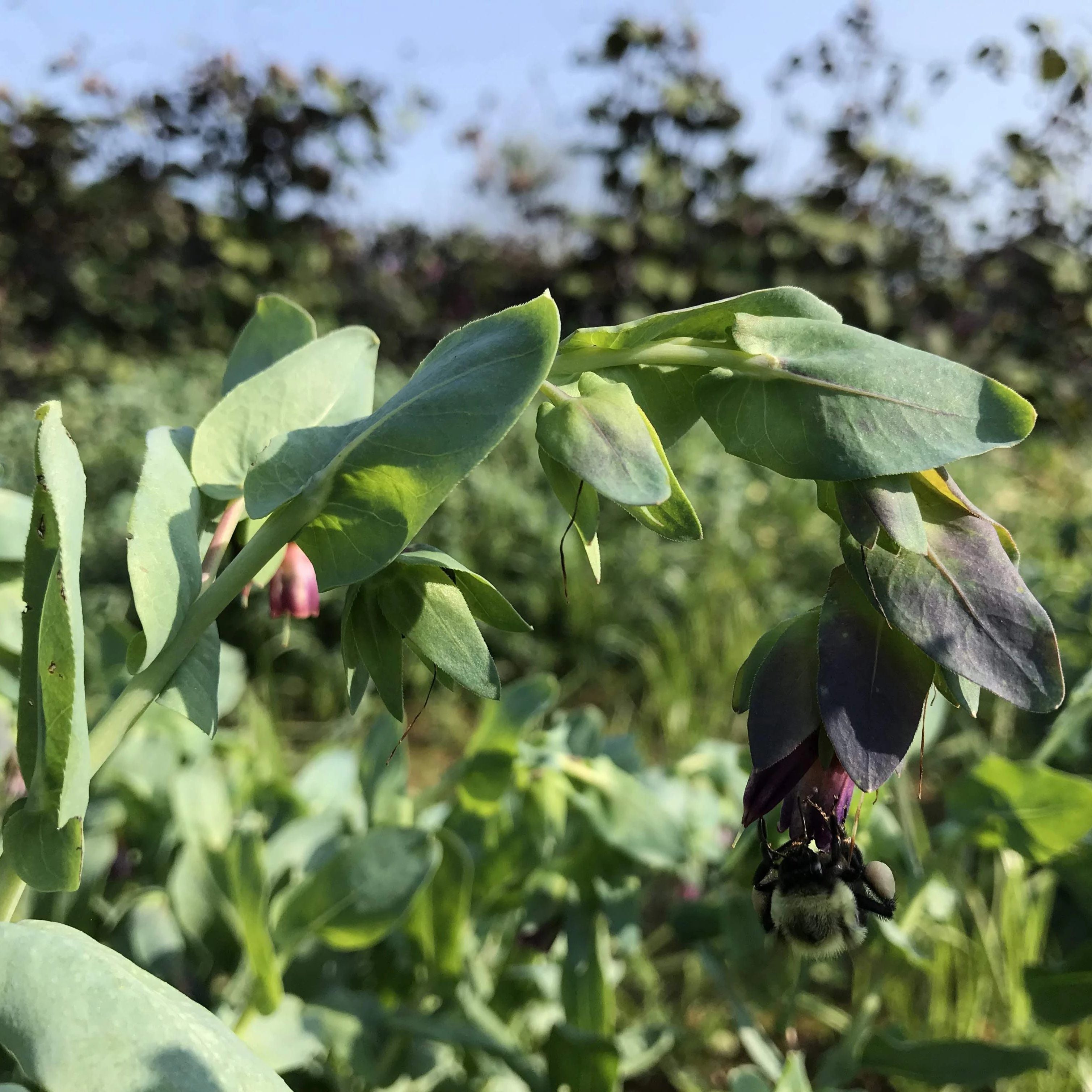 Cerinthe vendor-unknown