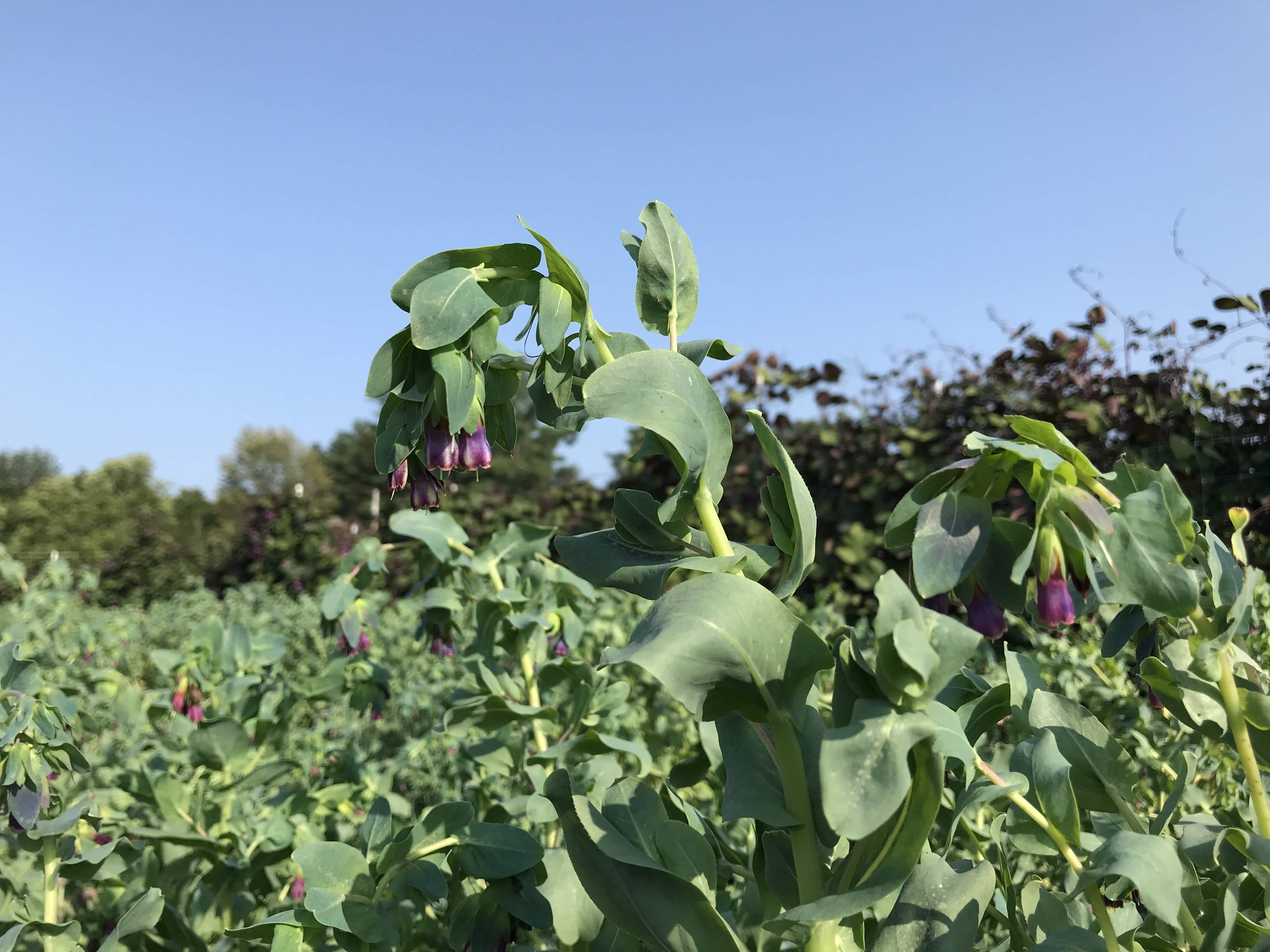 Cerinthe vendor-unknown