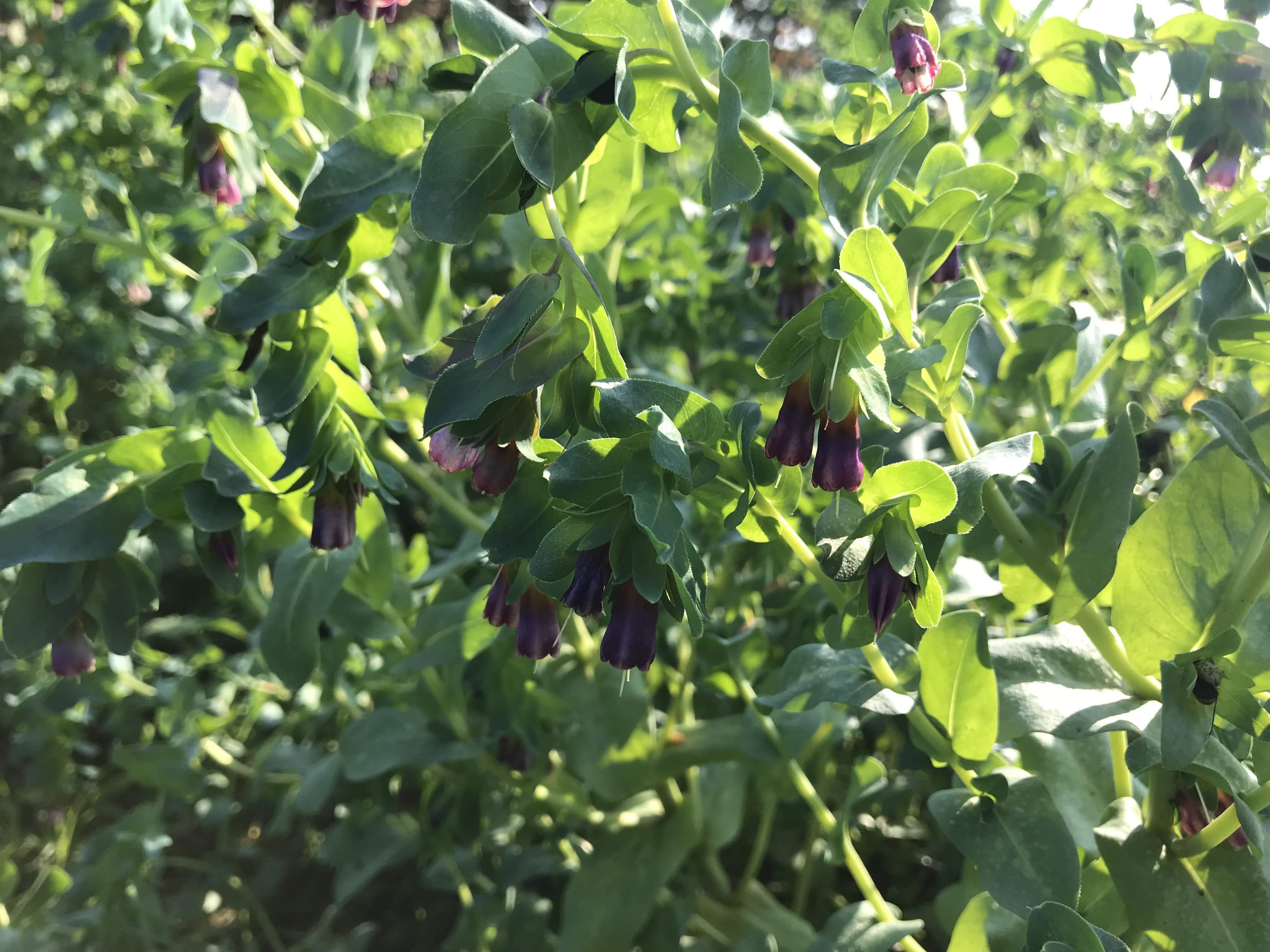 Cerinthe vendor-unknown