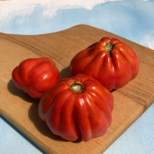 Cesare's Canestrino di Lucca Tomato vendor-unknown