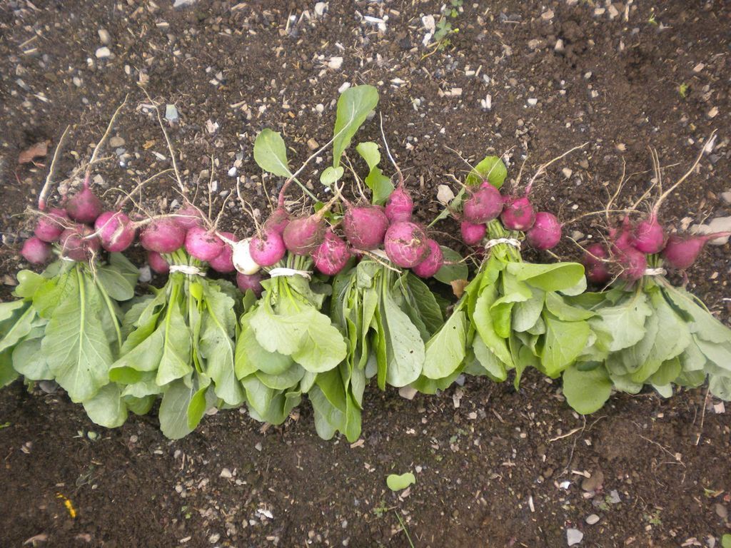 Cherry Belle Radish vendor-unknown