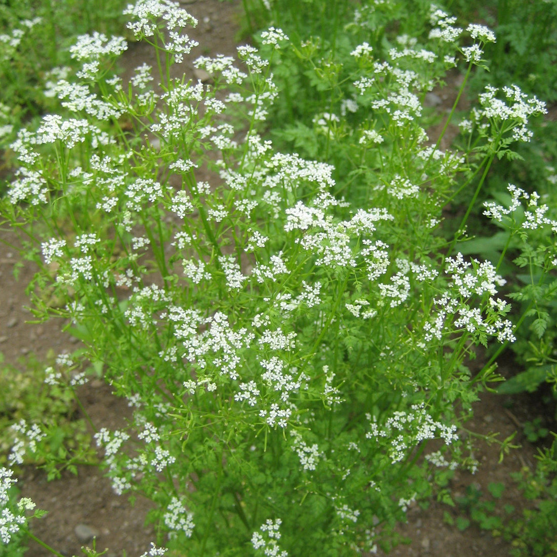 Chervil vendor-unknown