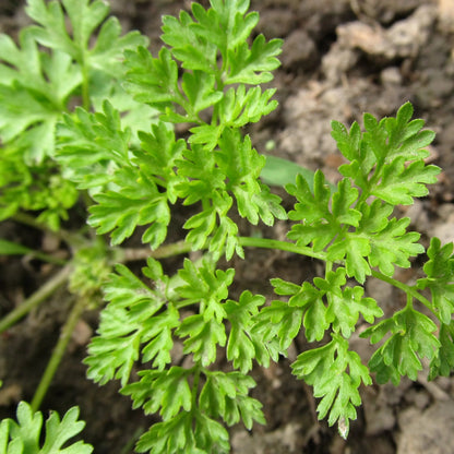 Chervil vendor-unknown