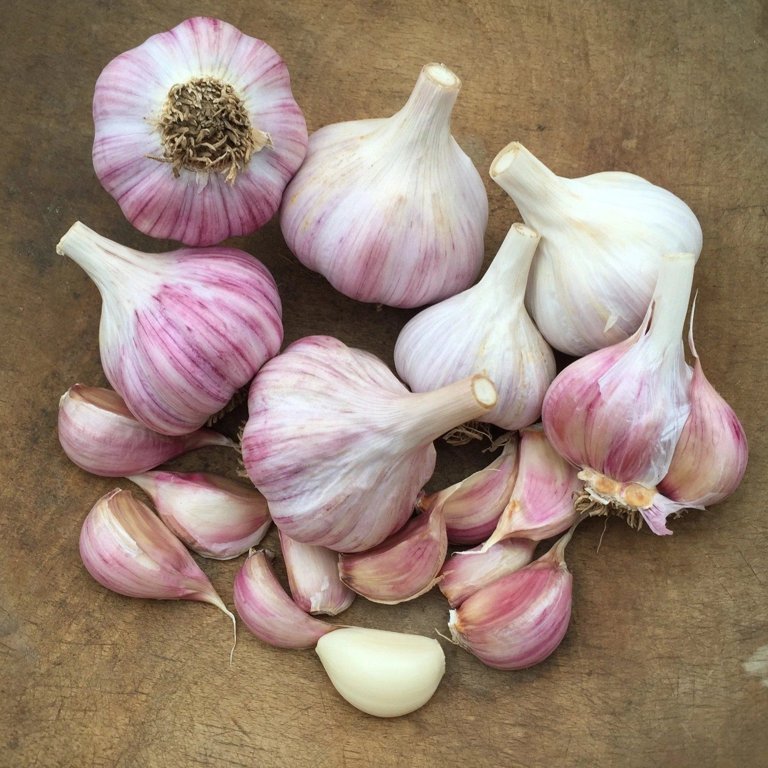 Chesnok Red Hardneck Garlic vendor-unknown