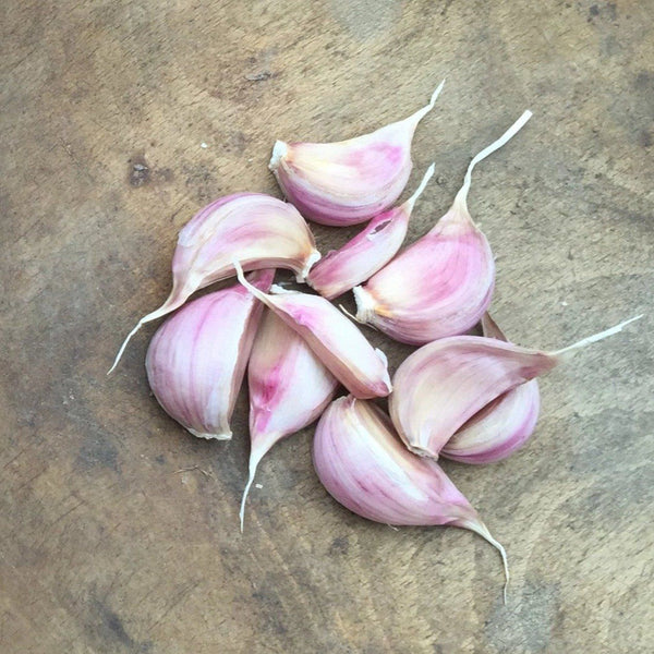 Chesnok Red Hardneck Garlic vendor-unknown
