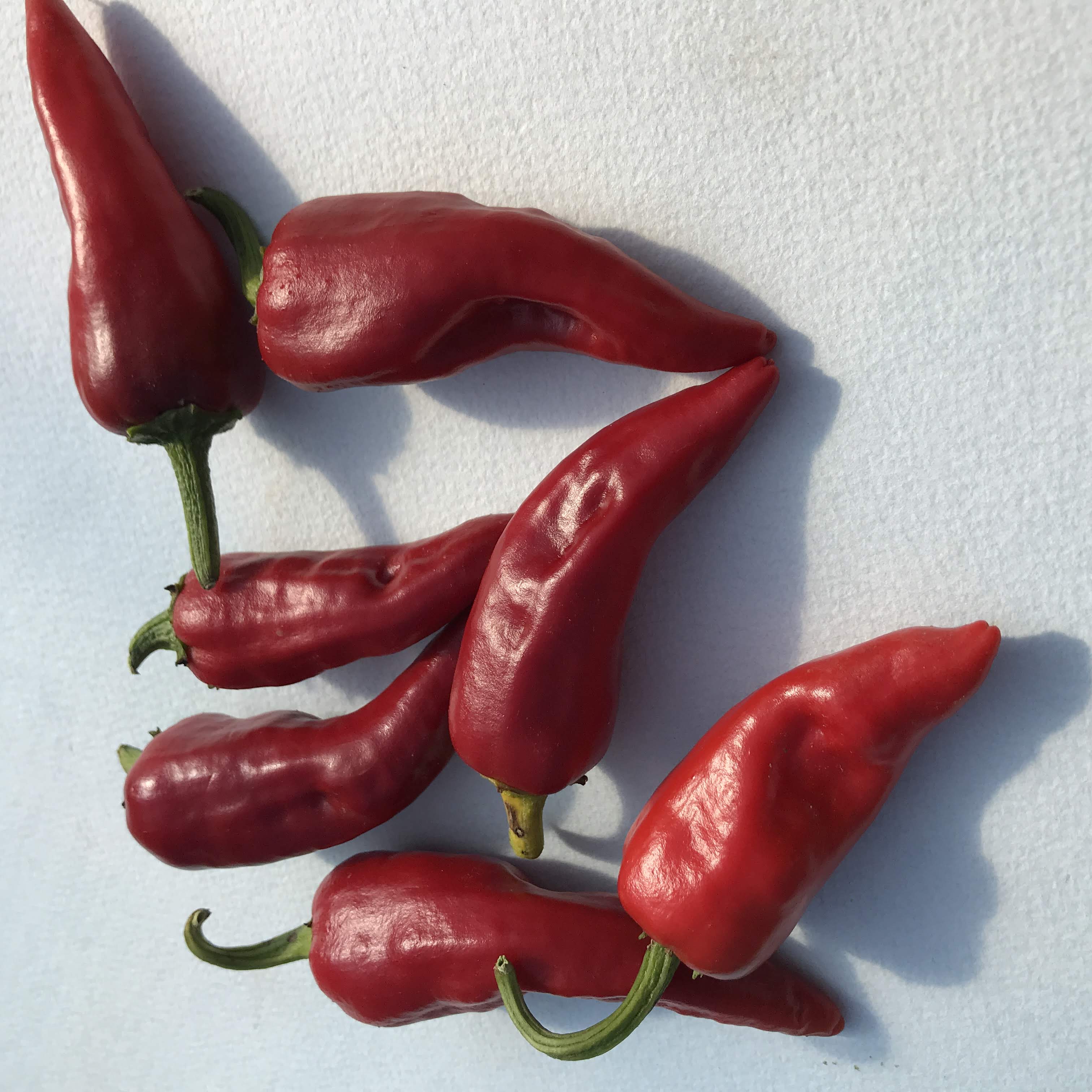 Chimayo del Norte Pepper vendor-unknown