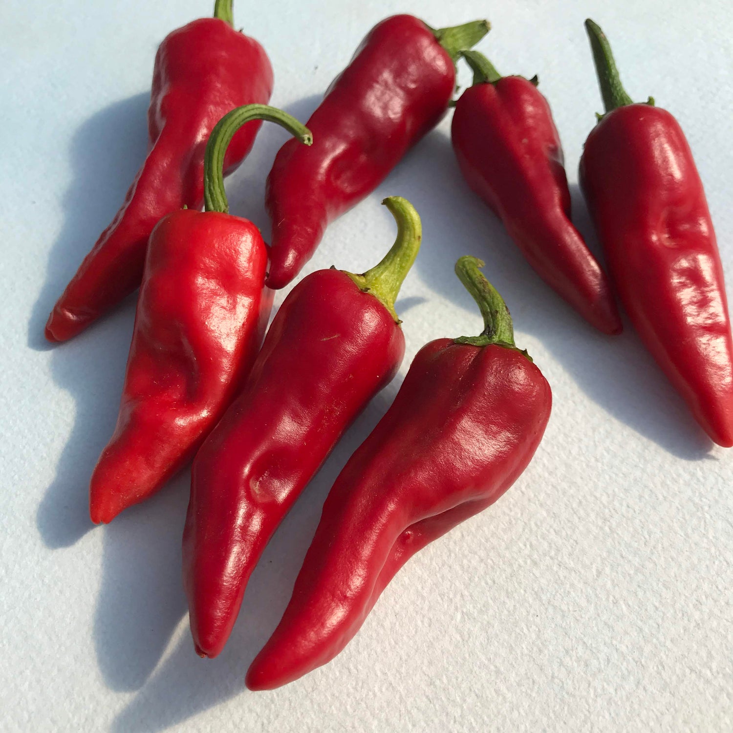 Chimayo del Norte Pepper