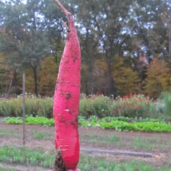 China Rose Winter Radish vendor-unknown