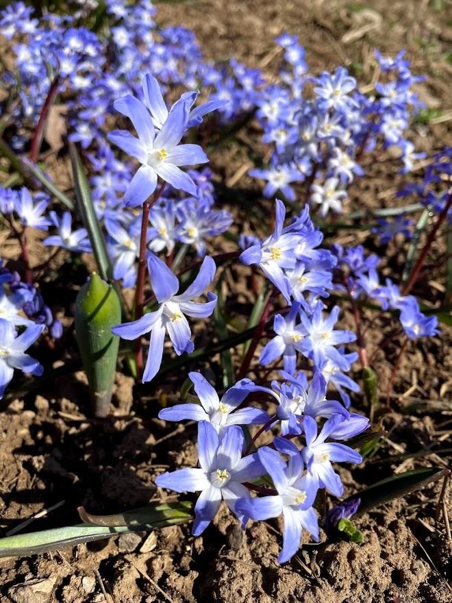 Chionodoxa forbesii vendor-unknown