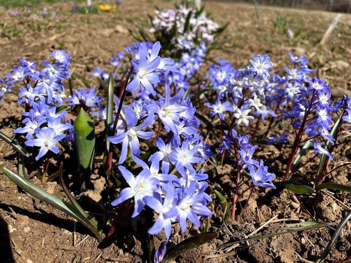 Chionodoxa forbesii vendor-unknown