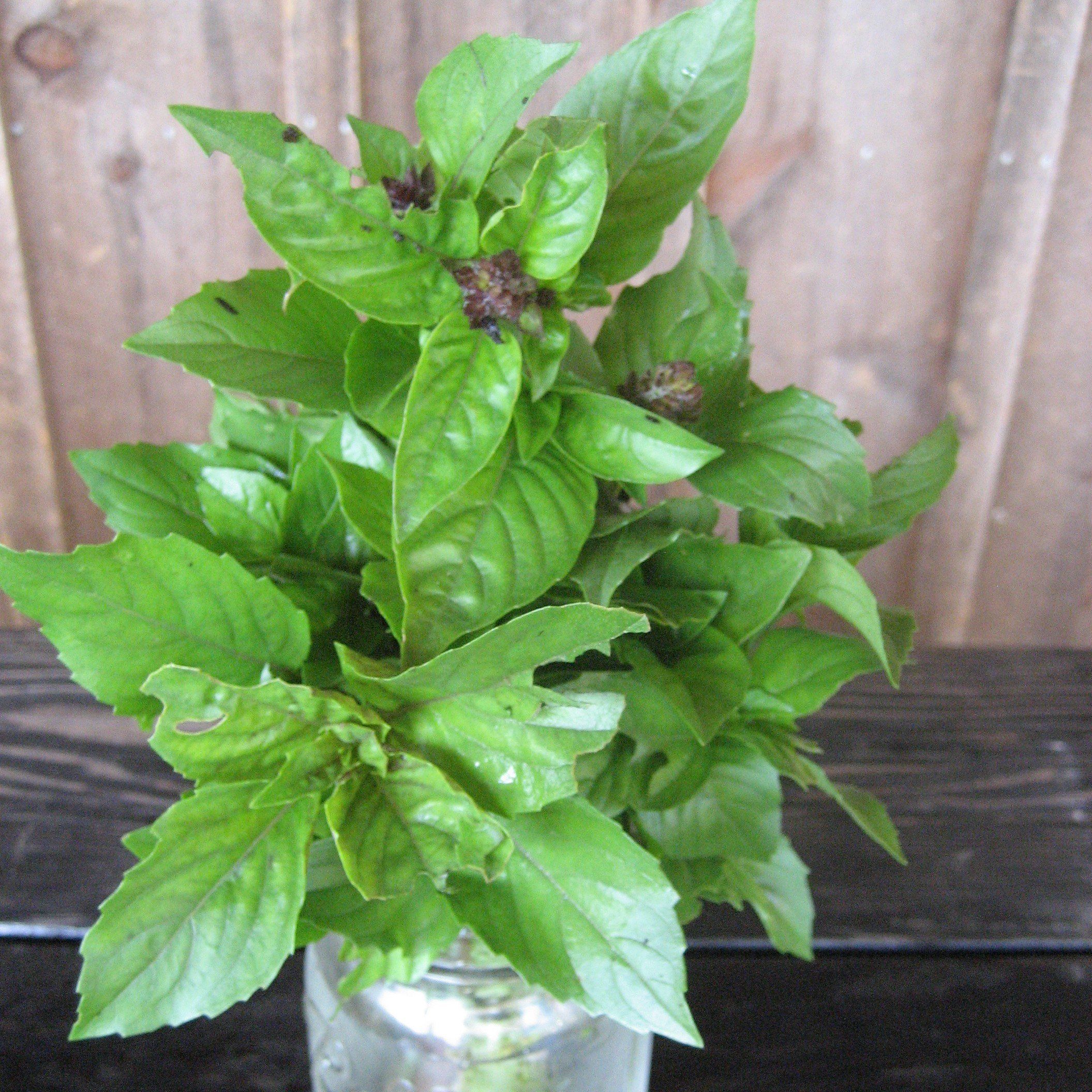 Cinnamon Basil vendor-unknown