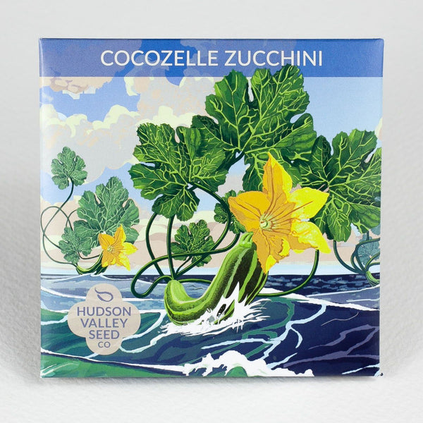 Cocozelle Zucchini vendor-unknown