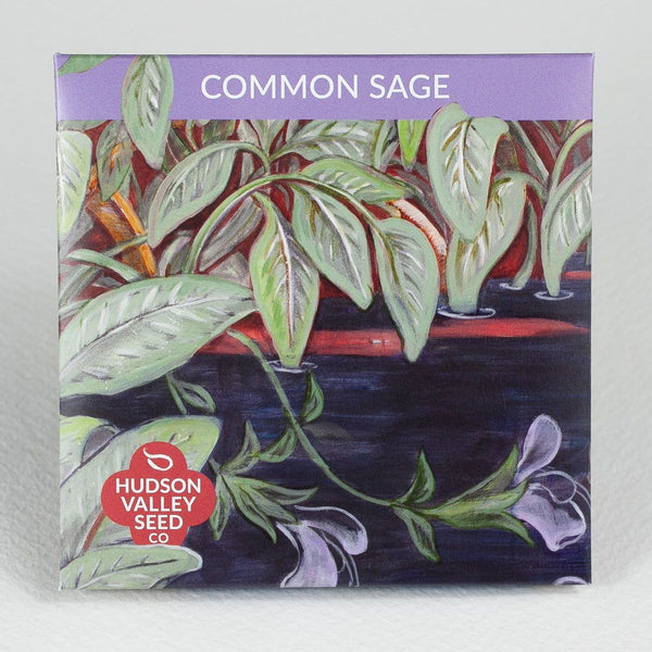 Common Sage vendor-unknown
