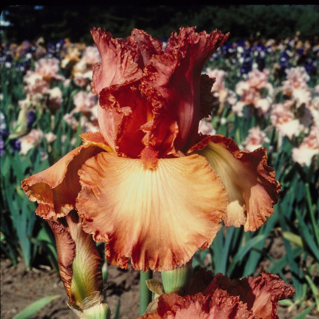 Bearded Iris &