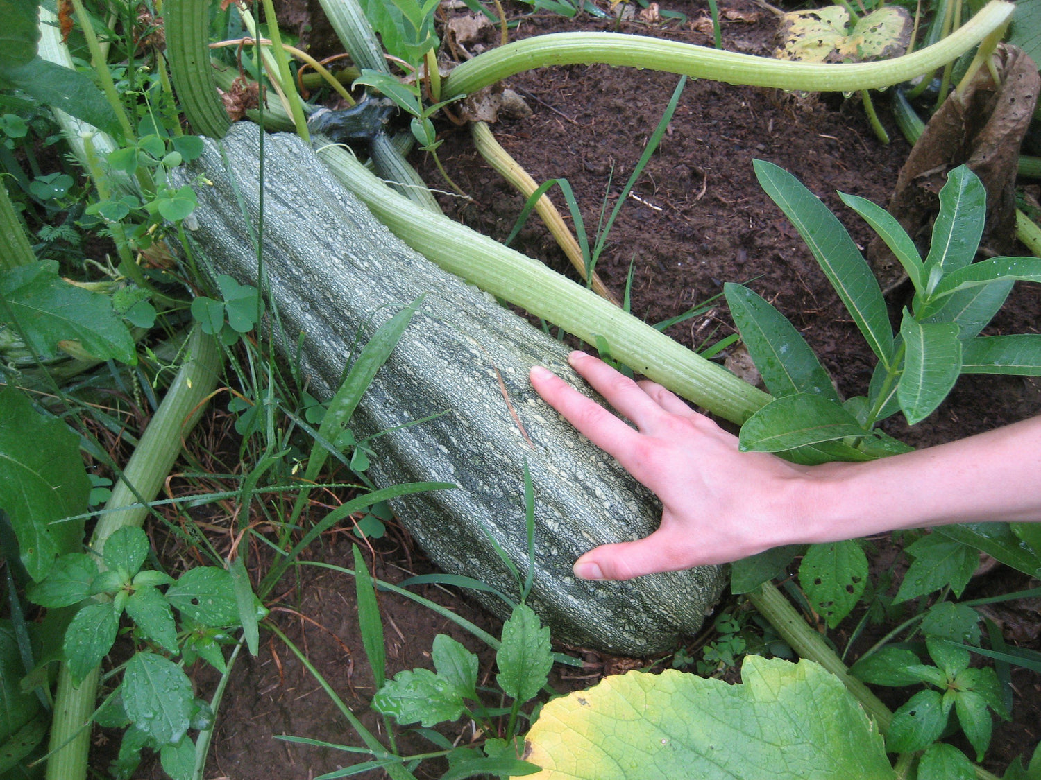 Costata Romanesca Zucchini vendor-unknown