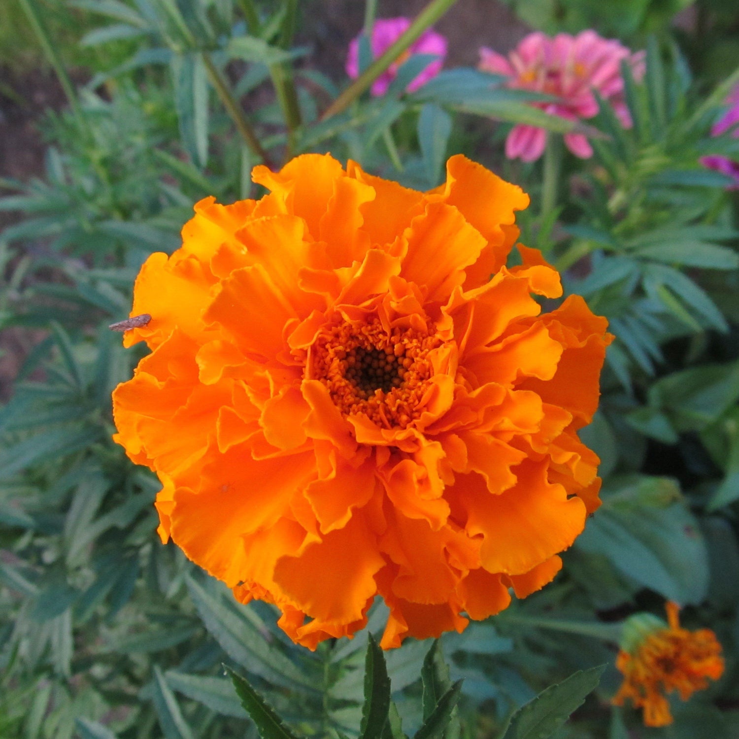 Crackerjack Mix African Marigold vendor-unknown