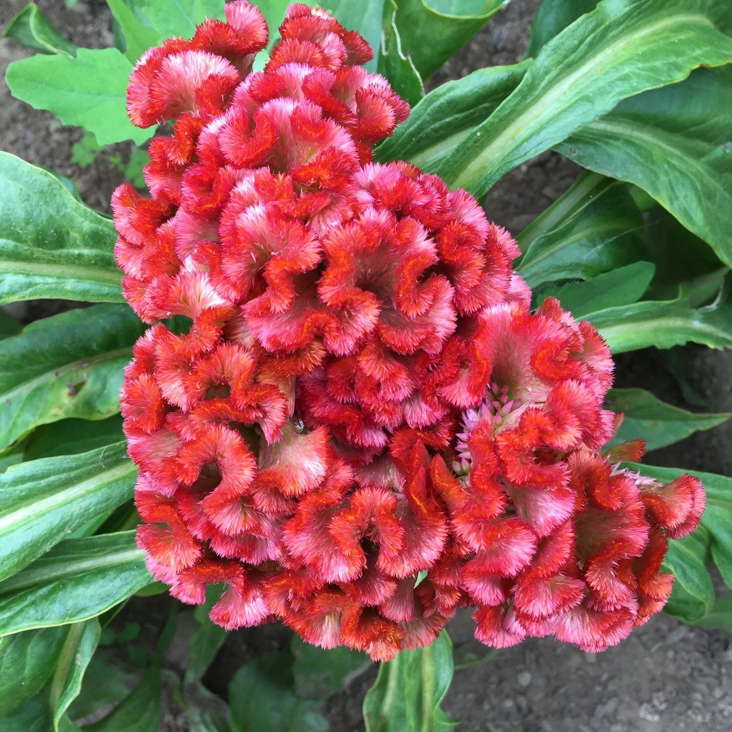 Crested Mix Celosia vendor-unknown