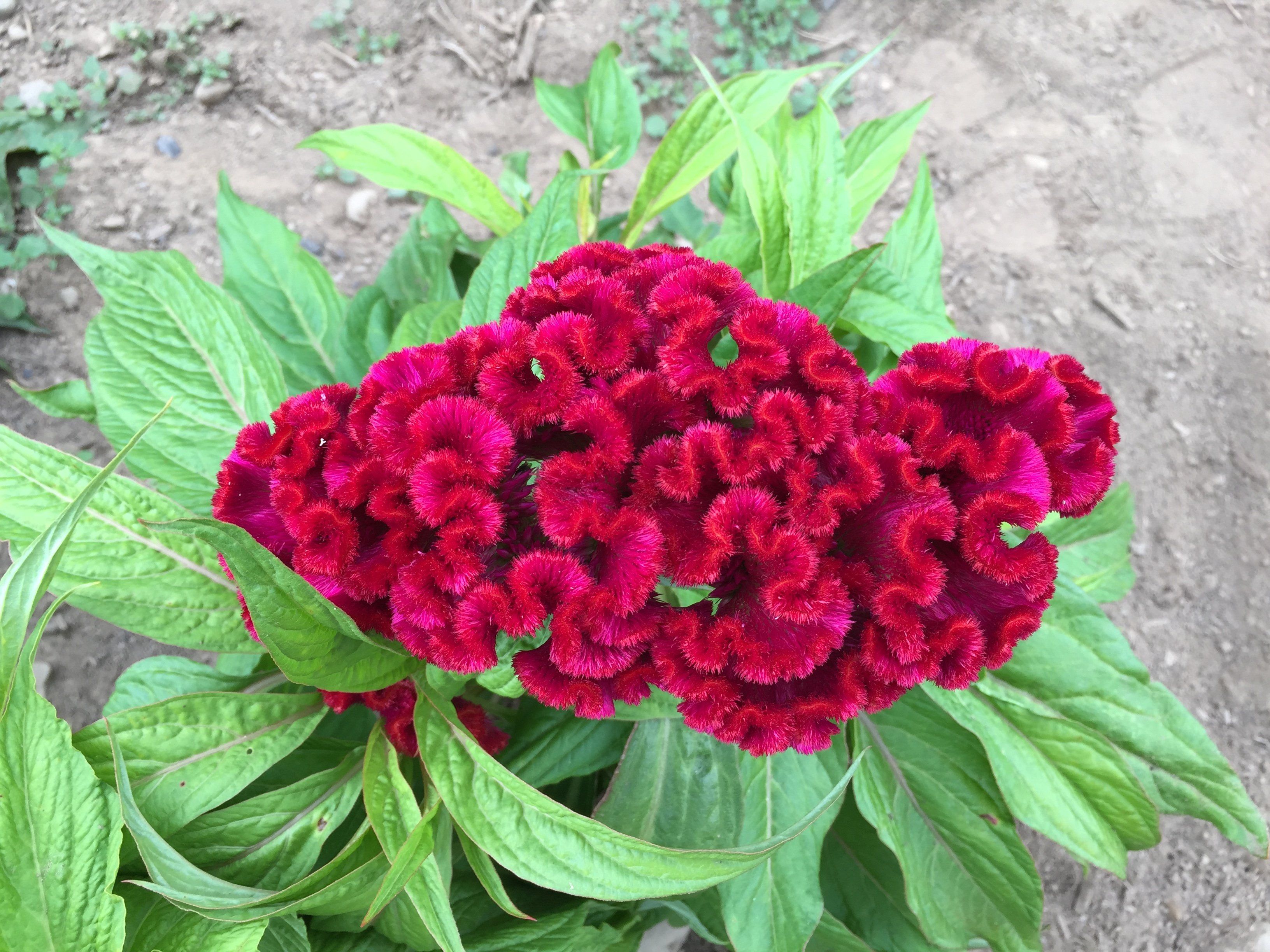 Crested Mix Celosia vendor-unknown