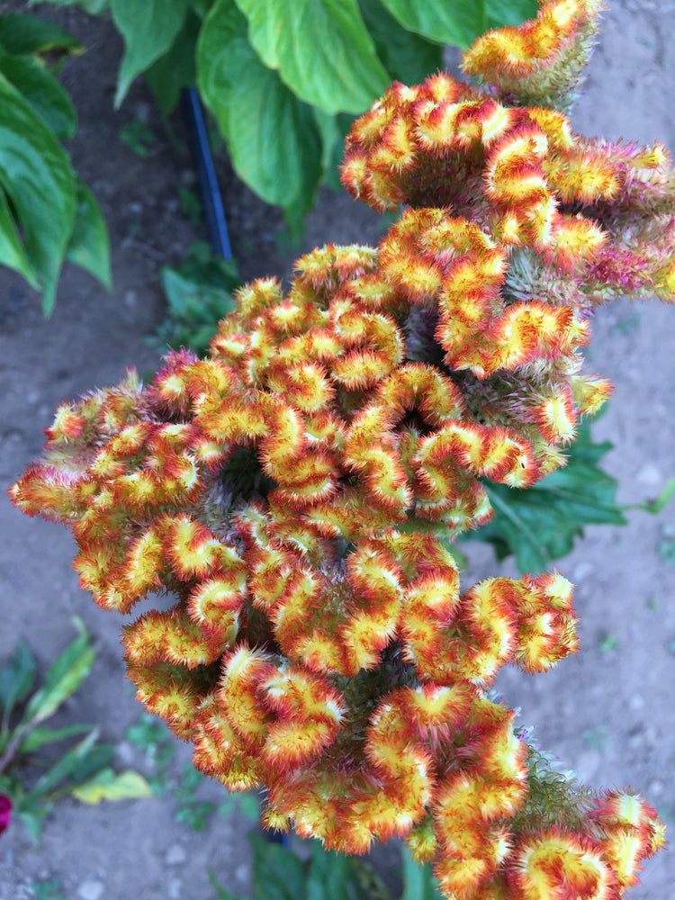 Crested Mix Celosia vendor-unknown