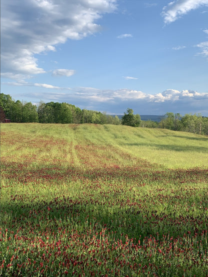 Crimson Clover Cover Crop vendor-unknown