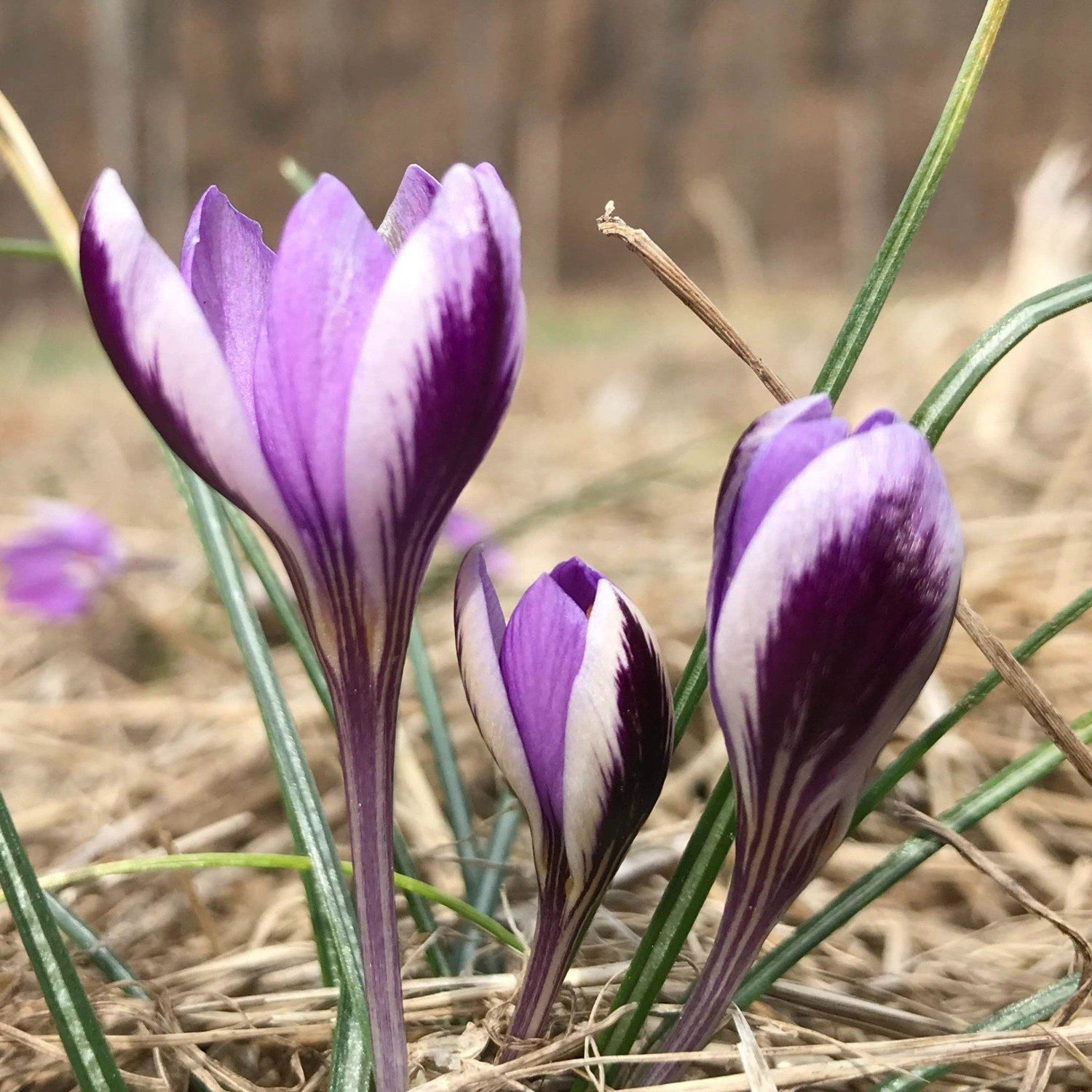 Crocus minimus &quot;Spring Beauty&quot; vendor-unknown