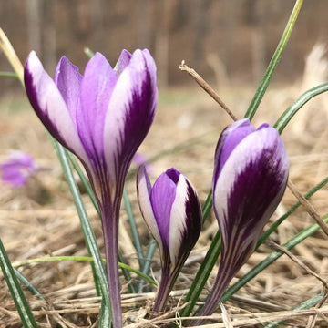 Late Winter Blooming Bulbs