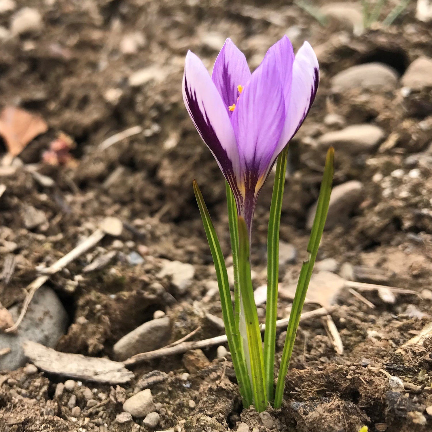 Crocus minimus &quot;Spring Beauty&quot; vendor-unknown