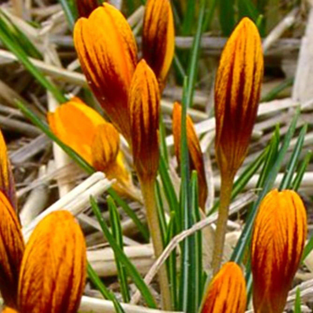 Crocus olivieri &quot;Orange Monarch&quot; vendor-unknown