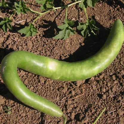 Cucuzzi Gourd vendor-unknown