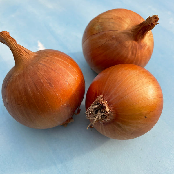 New York Early Onion