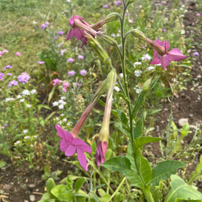 Midnight Garden Flower Mix