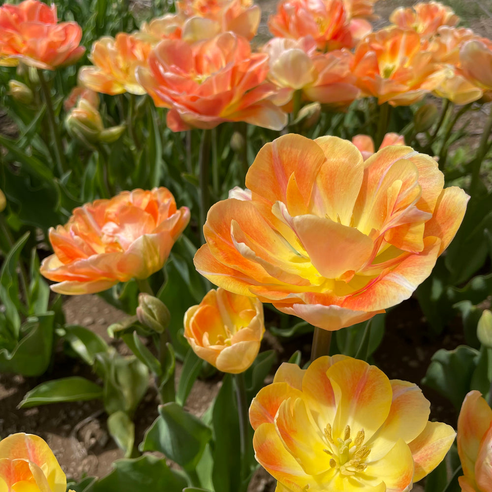 Tulip 'Charming Beauty'