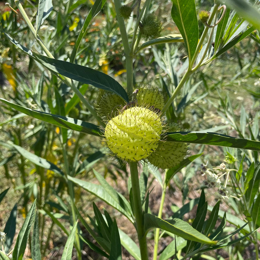 Hairy Balls Milkweed (Gomphocarpus) Hudson Valley Seed Company