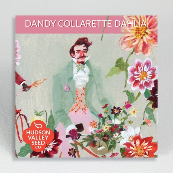 Dandy Collarette Dahlia vendor-unknown